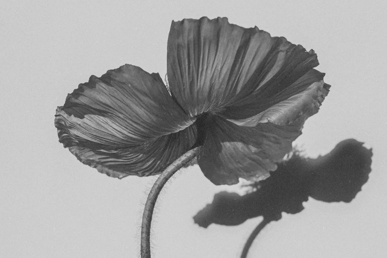 Imagen de un primer plano de una flor de amapola silvestre proyectando su sombra al fondo